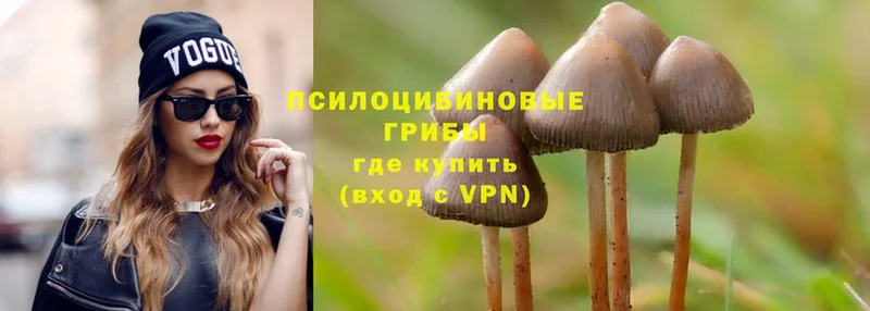 где продают   Касли  Псилоцибиновые грибы Magic Shrooms 